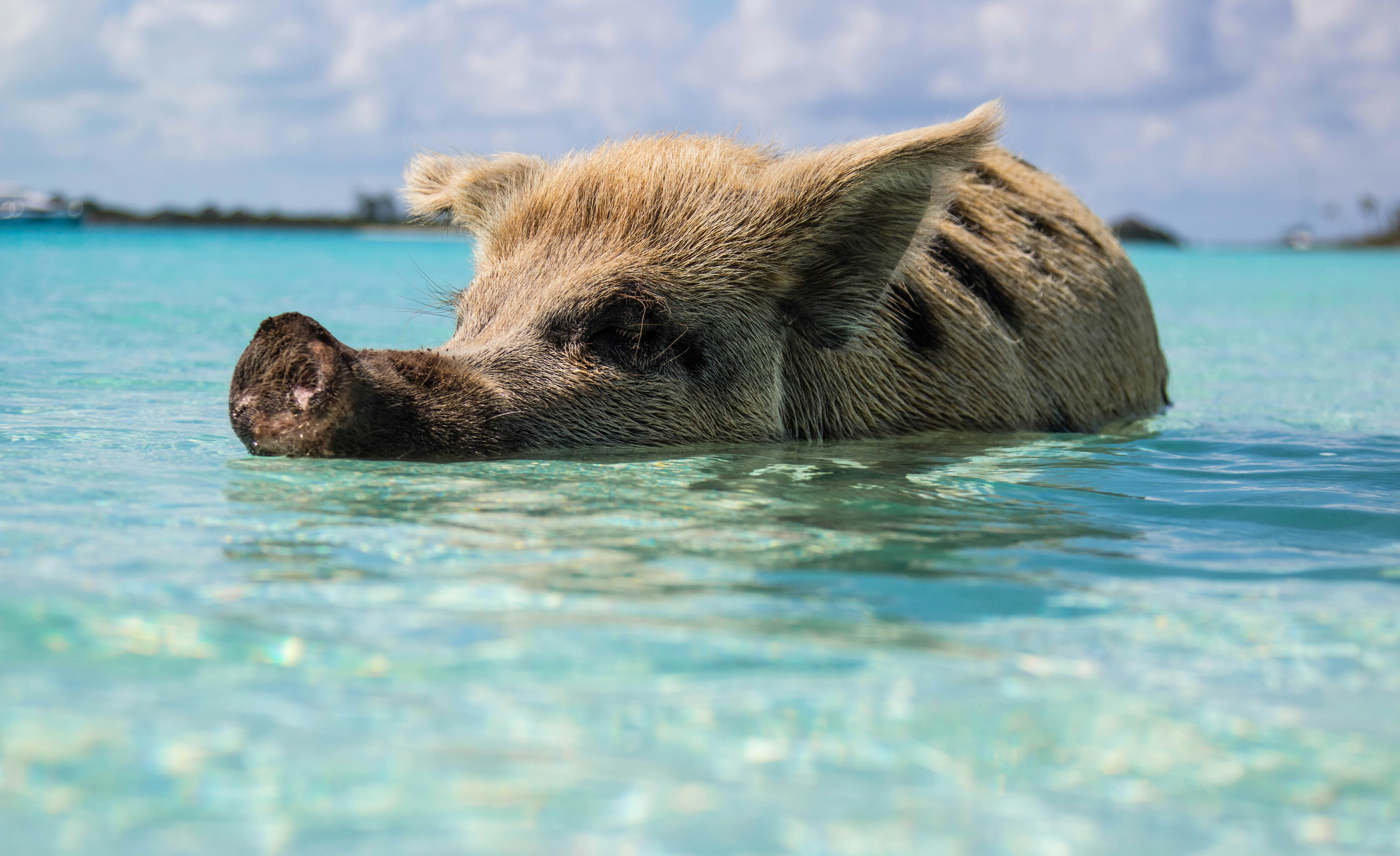 Bahamas pigs